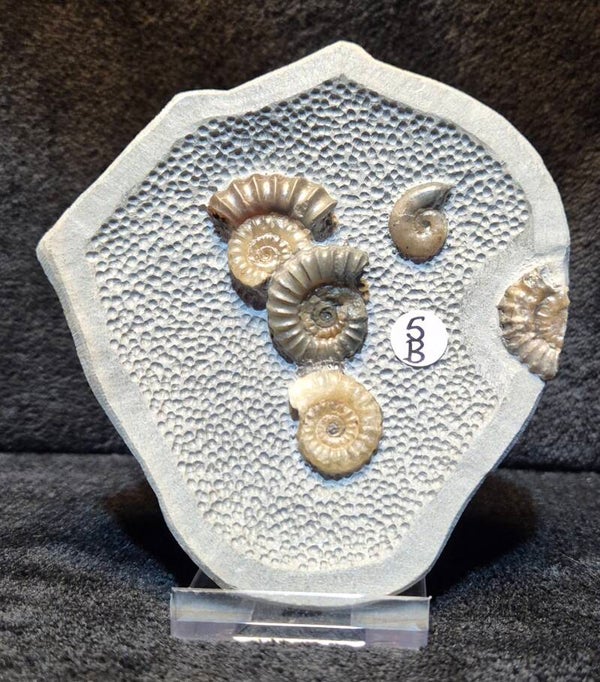 Topstone nodule 5B