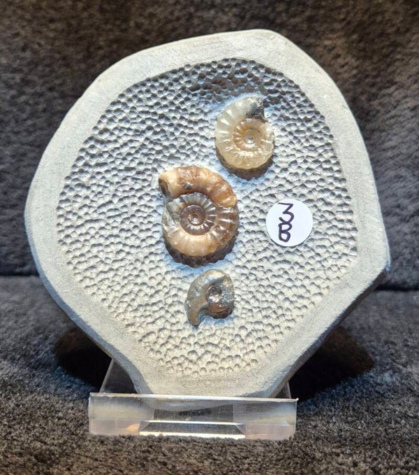 Topstone nodule 3B