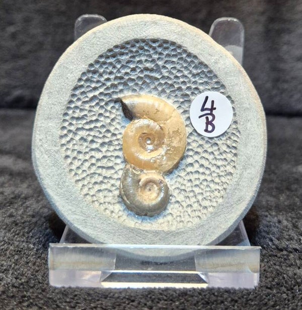 Topstone nodule 4B
