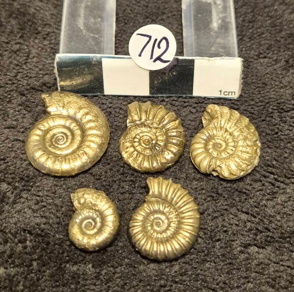 Pyrite ammonites 712