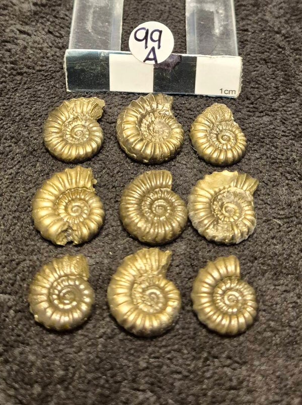 Pyrite ammonites 99a