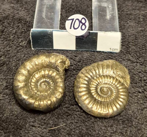Pyrite ammonites 708