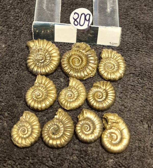Pyrite ammonites 809