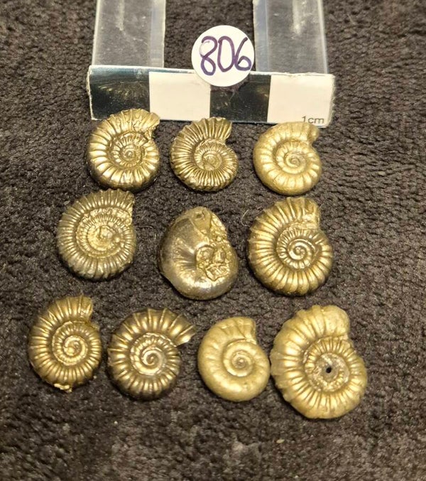 Pyrite ammonites  806