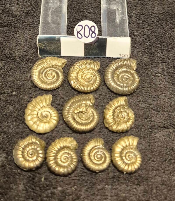 Pyrite ammonites 808