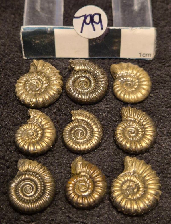 Pyrite ammonites 799