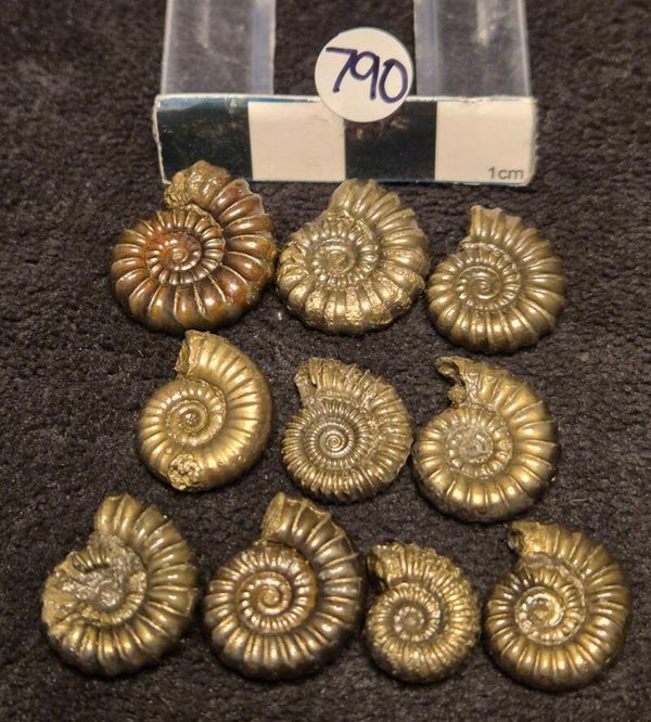 Pyrite ammonites 790
