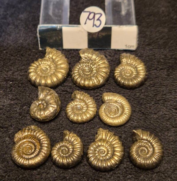 Pyrite ammonites 793
