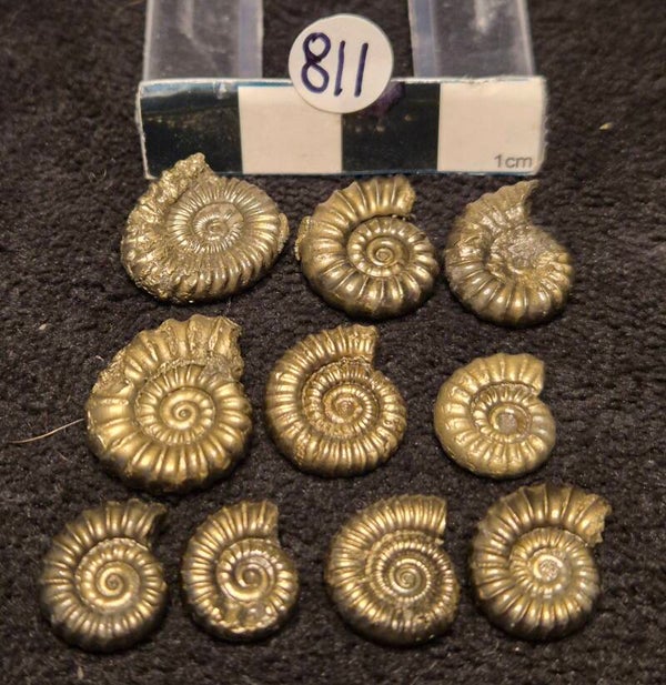 Pyrite ammonites 811