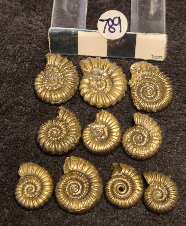 Pyrite ammonites 789