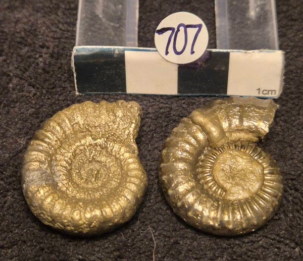 Pyrite ammonites 707
