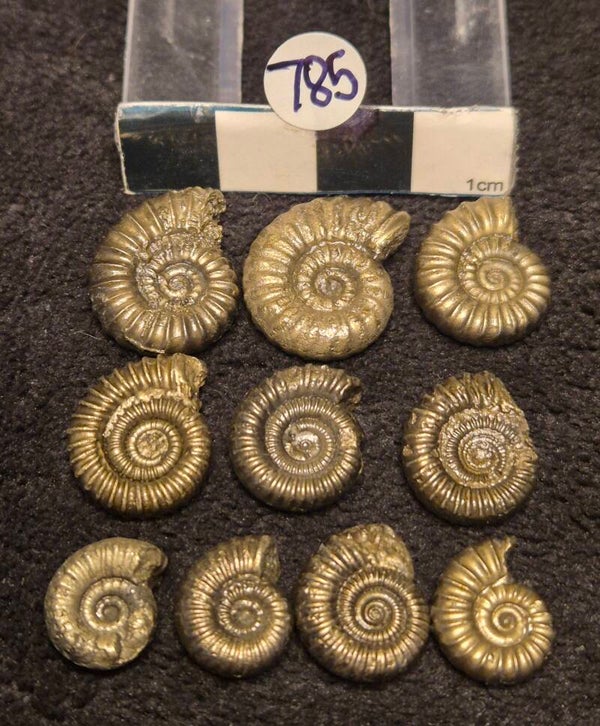 Pyrite ammonites 785