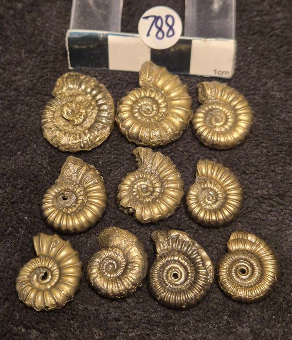 Pyrite ammonites 788