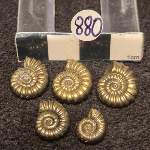 Pyrite ammonites 880