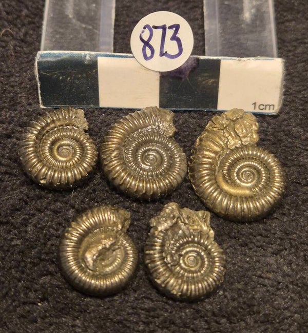 Pyrite ammonites 873
