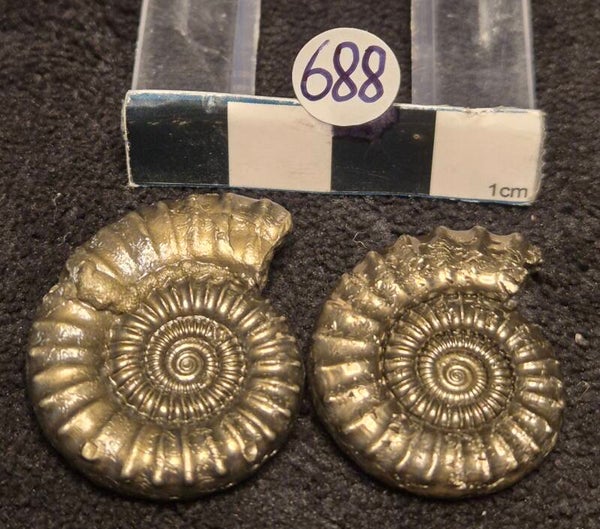 Pyrite ammonites 688