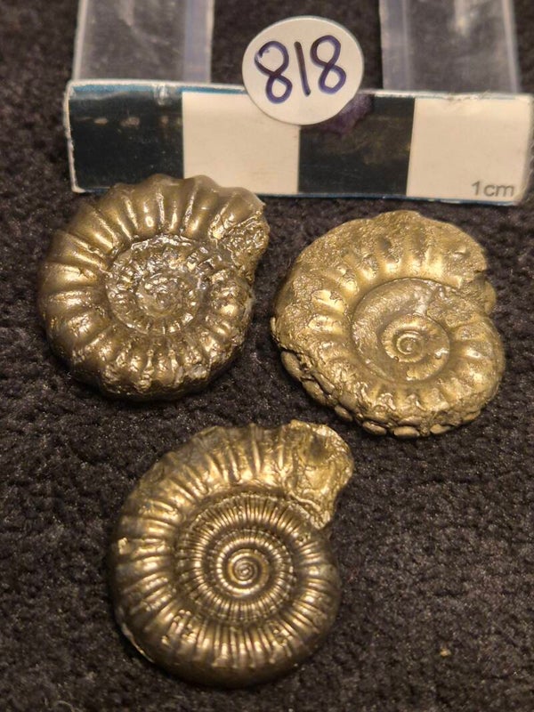 Pyrite ammonites 818