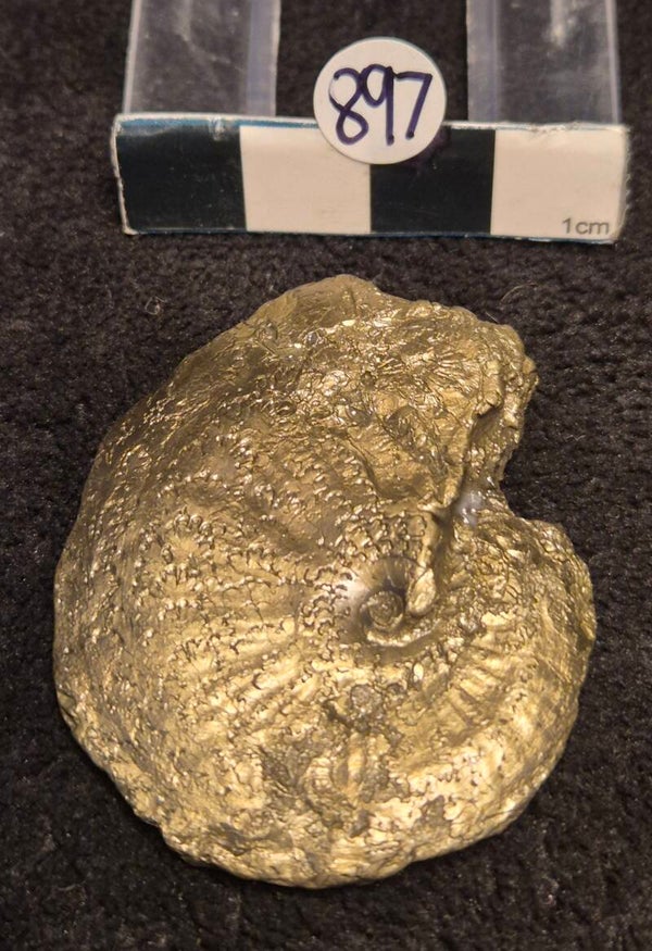 Pyrite ammonite 897