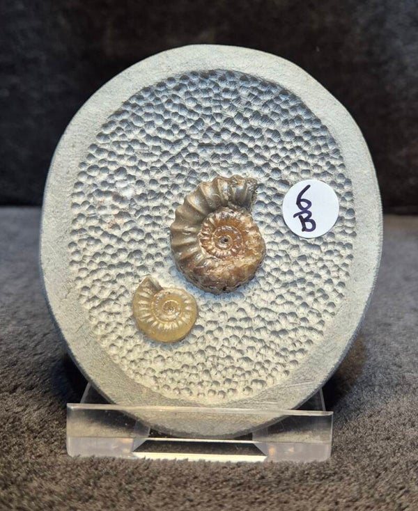 Topstone nodule 6B