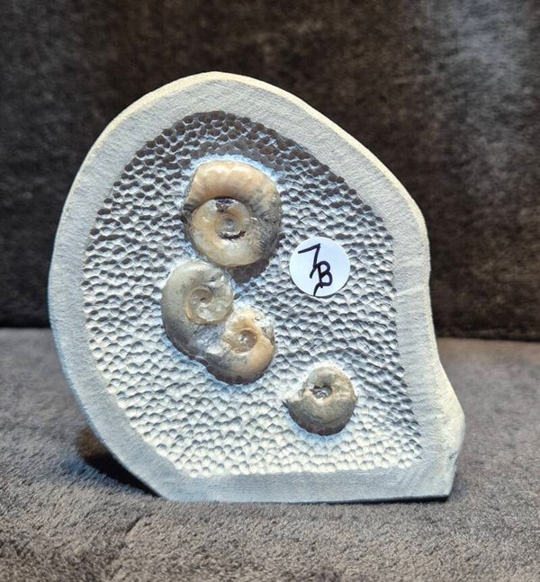 Topstone nodule 7B