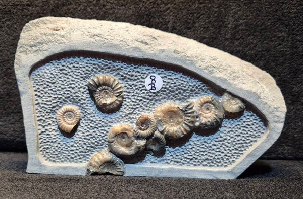 Calcite ammonites 8B