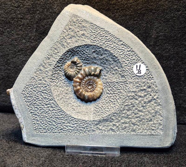 Calcite ammonites 11B