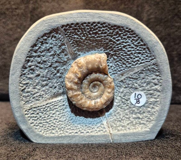 Microderoceras 10B