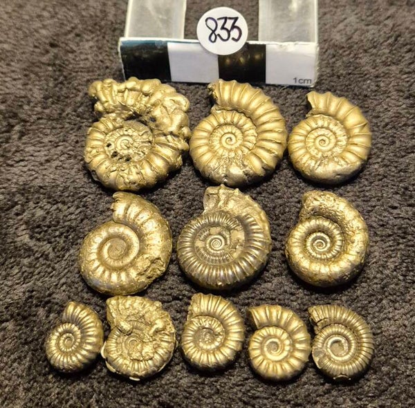 Pyrite ammonites  833