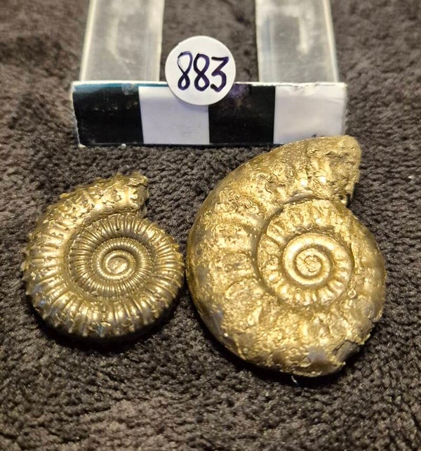 Pyrite ammonites 883
