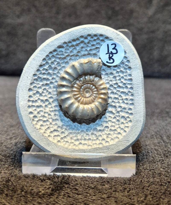 Nodule 13B