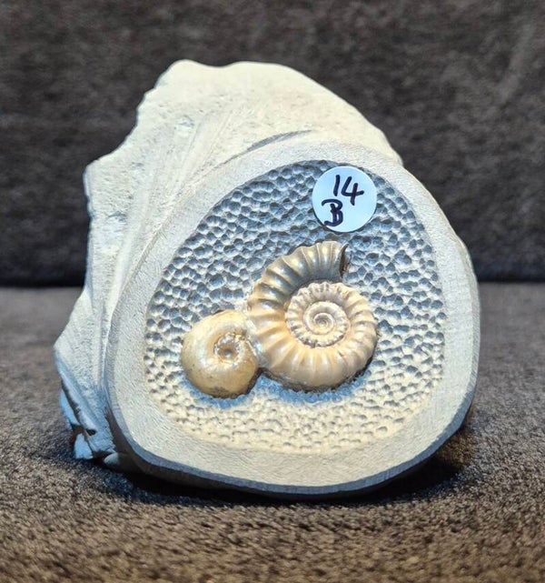 Nodule 14B