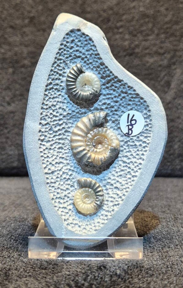 Trio of ammonites 16B