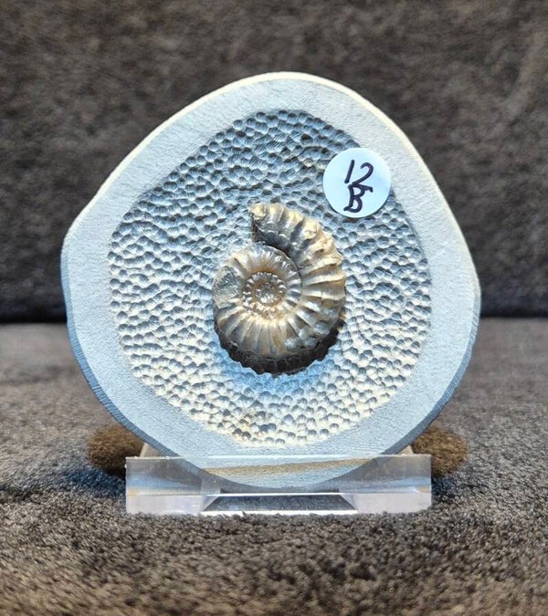 Nodule 12B