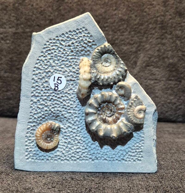 Calcite ammonites 15B