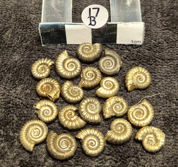 Pyrite amonites  17B