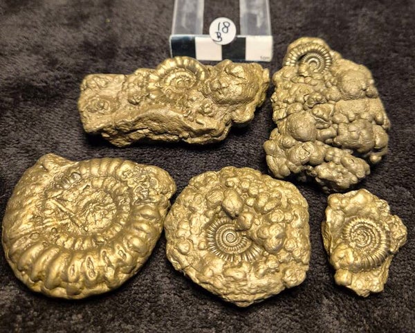 Pyrite ammonites 18B