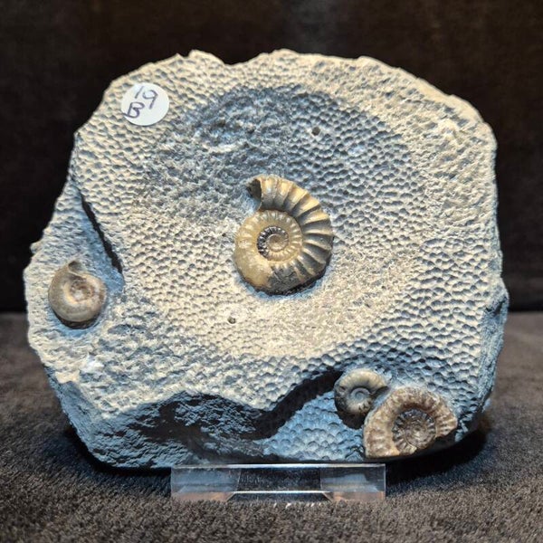 Calcite ammonites 19B