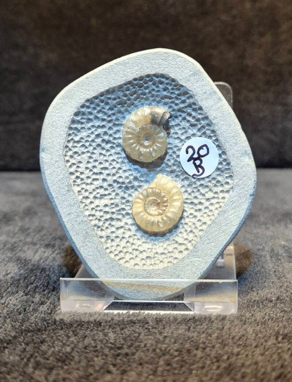 Nodule 20B