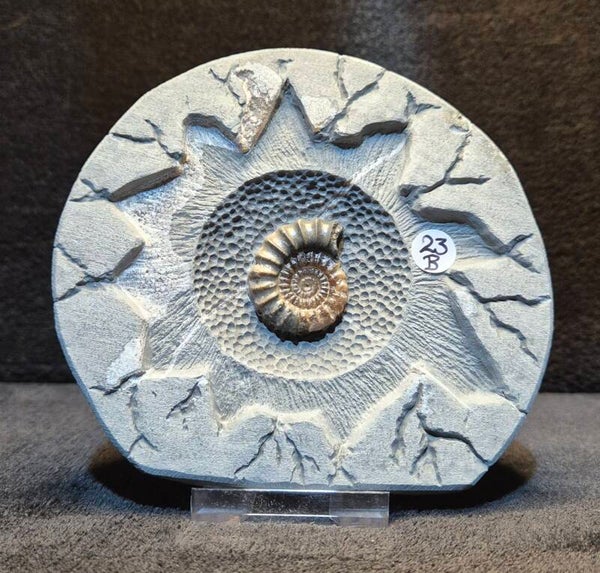 ** Limited Addition ** Nodule 23B