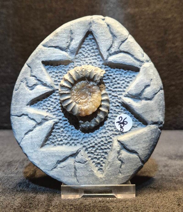 **Limited Addition ** Nodule 26B