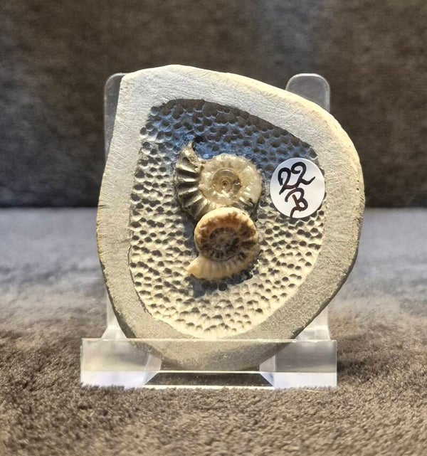 Nodule 22B