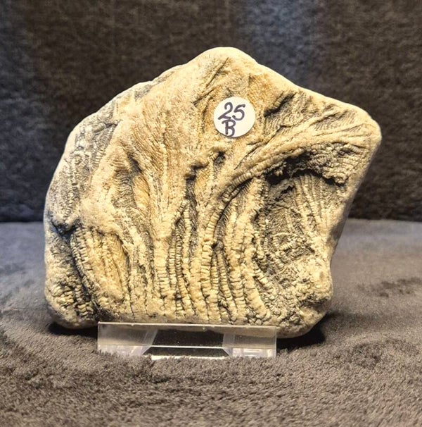 Crinoid 25B