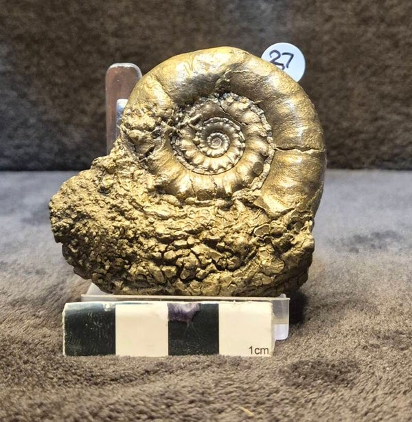Pyrite ammonite 27B