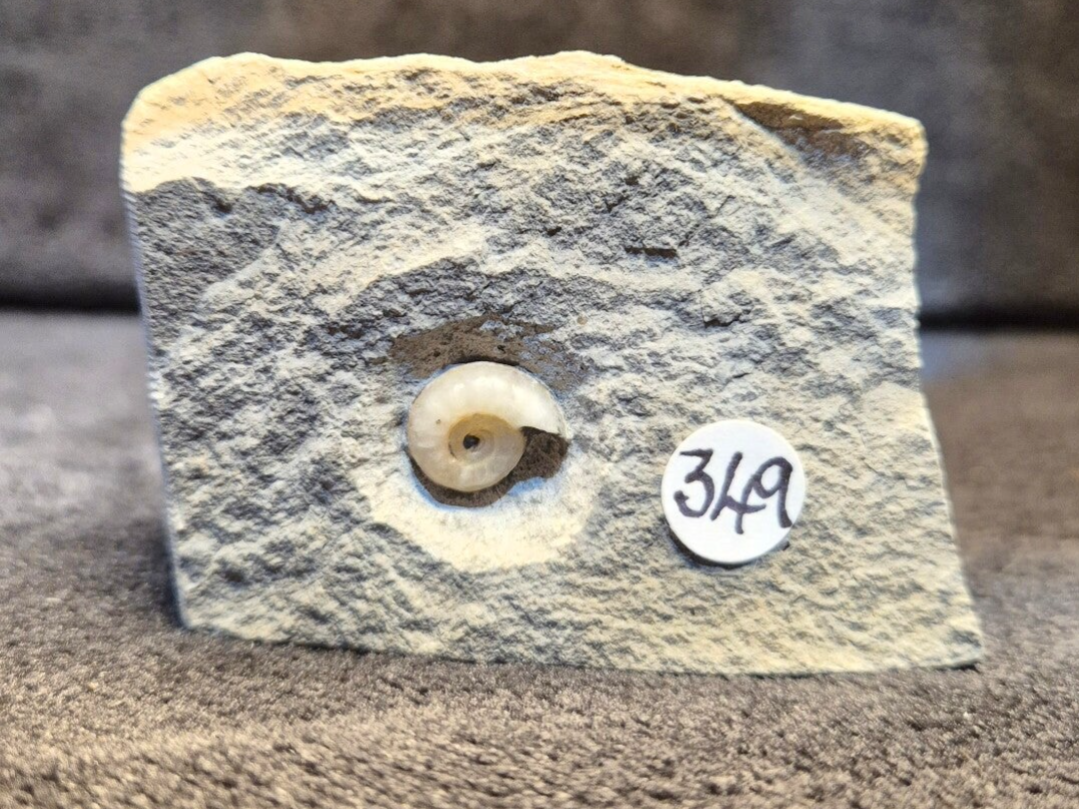 Calcite ammonite 349