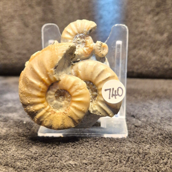 Calcite Ammonites 740