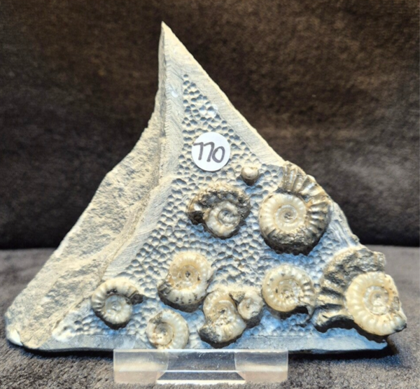 Calcite ammonites 770