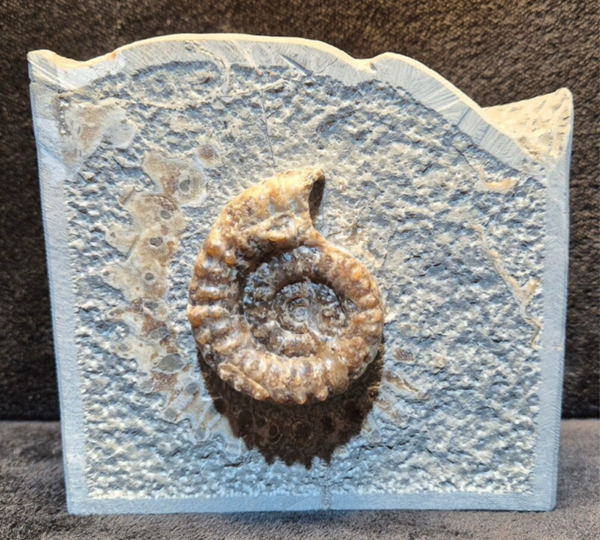 Ammonite Fossil 576