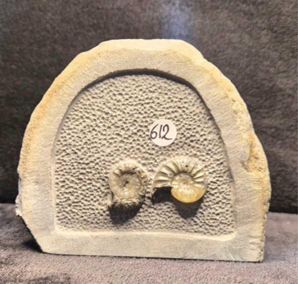 Calcite ammonites 612