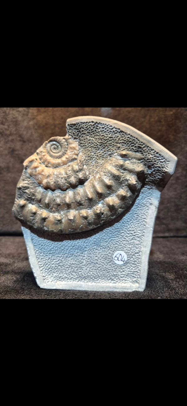 Calcite ammonite 604