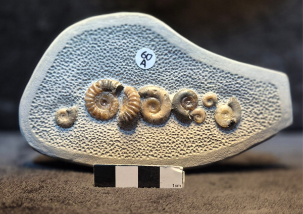 Topstone nodule 60a